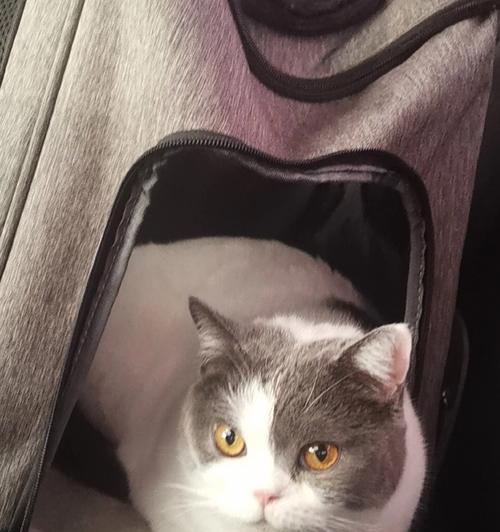 宠物猫咪坐车有哪些不适？（探究猫咪坐车时的身体反应和注意事项）