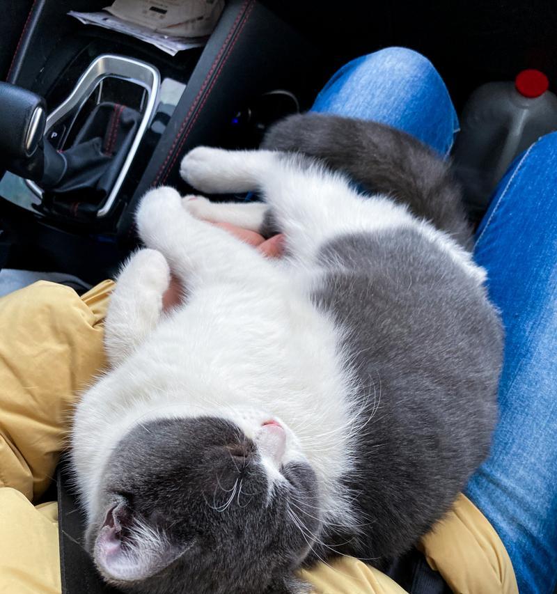 宠物猫咪坐车有哪些不适？（探究猫咪坐车时的身体反应和注意事项）