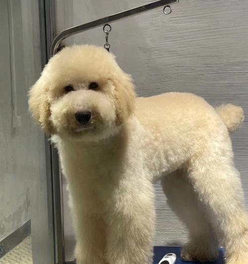 巨型贵宾犬掉毛防治指南（如何保持巨型贵宾犬光滑亮丽？犬主们必看的防掉毛方法）