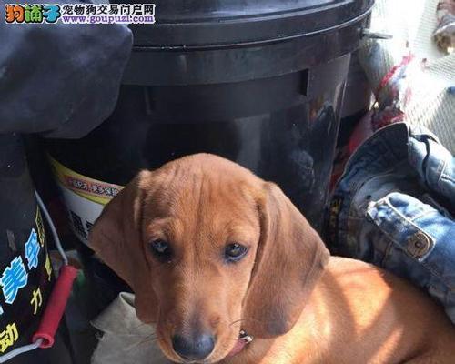 如何评判一只腊肠犬的外貌美观程度（掌握这些关键点，让你轻松辨别腊肠犬的好坏）
