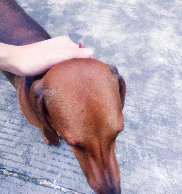 如何评判一只腊肠犬的外貌美观程度（掌握这些关键点，让你轻松辨别腊肠犬的好坏）