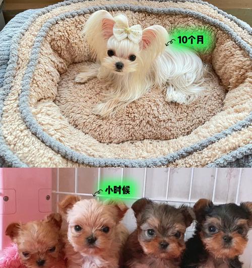 如何正确梳理约克夏犬的毛发（从宠物美容师的角度来看）