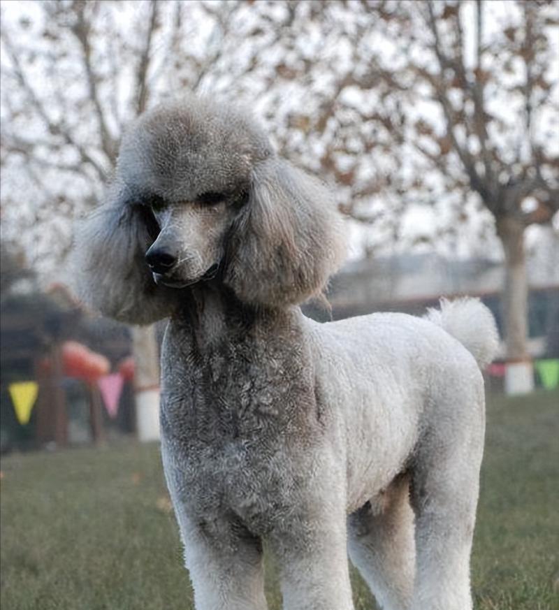 如何判断巨型贵宾犬的纯度？（以宠物为主，了解巨型贵宾犬的纯度，莫要上当！）