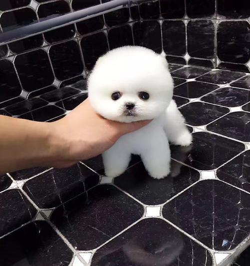 萨摩耶和博美犬的区别与辨识（怎么看出宠物狗是否是萨摩耶或博美）