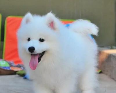 萨摩耶和博美犬的区别与辨识（怎么看出宠物狗是否是萨摩耶或博美）