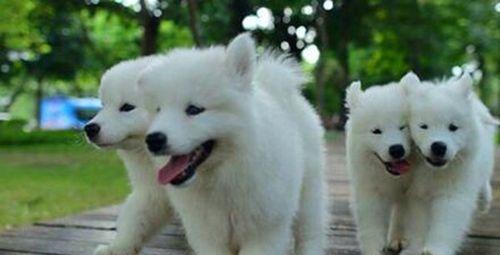 银狐犬和萨摩耶的区别（以宠物为主，从外观、性格、习惯三方面进行比较）