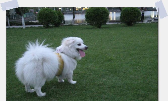 银狐犬和萨摩耶的区别（以宠物为主，从外观、性格、习惯三方面进行比较）