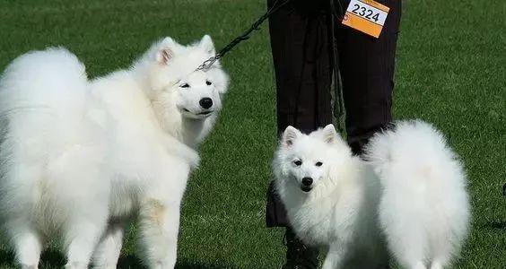 银狐犬和萨摩耶的区别（以宠物为主，从外观、性格、习惯三方面进行比较）