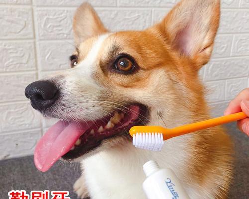 如何让宠物狗狗适应刷牙（让你的爱犬拥有健康的口腔）