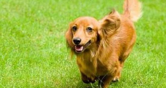 训练腊肠犬服从性的秘诀（宠物腊肠犬的训练方法、步骤和技巧）