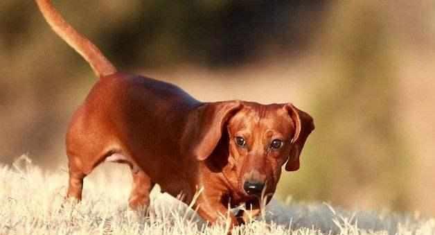 训练腊肠犬服从性的秘诀（宠物腊肠犬的训练方法、步骤和技巧）