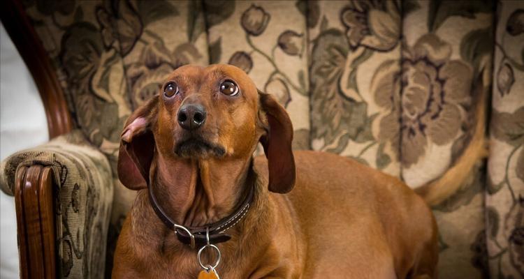 训练腊肠犬服从性的秘诀（宠物腊肠犬的训练方法、步骤和技巧）