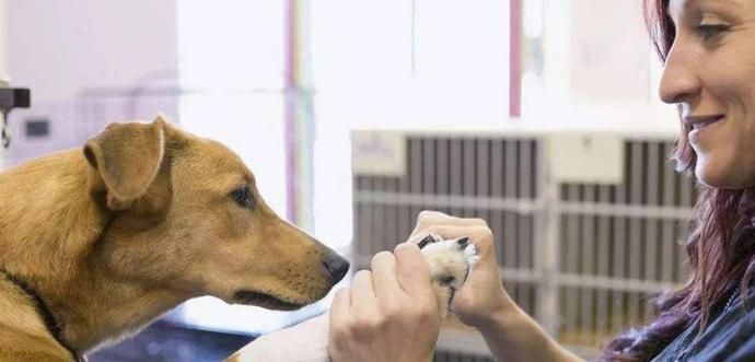 让宠物犬远离恐惧——预防狗狗的惧怕心理（从幼年期开始，了解狗狗行为习惯，掌握正确训练方法）