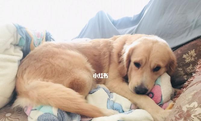 金毛怀孕期间注意事项（为宠物保障，你需要知道的重要信息）