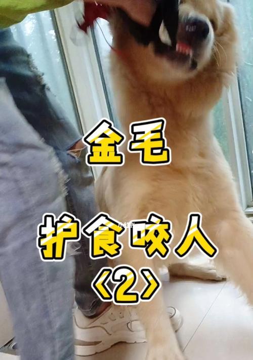 如何纠正金毛喜欢咬人行为（宠物训练的方法和技巧）