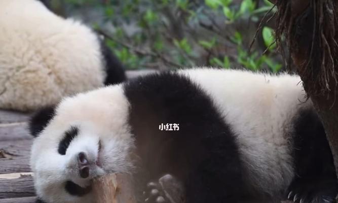 为什么京巴不停的打喷嚏？（探究京巴打喷嚏的原因及如何应对）