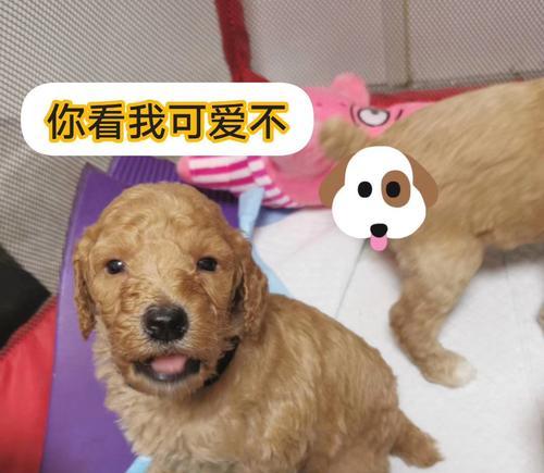 探究巨型贵宾犬长期掉毛原因（为什么我的巨型贵宾犬总是掉毛？）