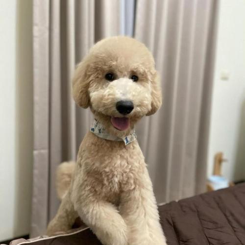 巨型贵宾犬为何一直发抖？（探究巨型贵宾犬发抖的原因和解决方法）
