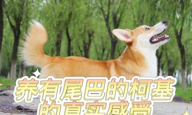 为什么柯基总是不让磨爪子？（宠物的爪子护理以及柯基的行为习惯）