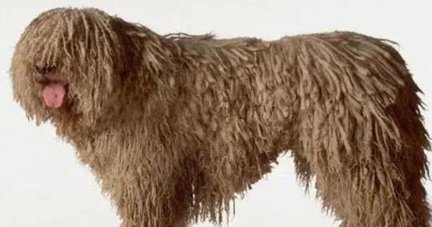 可蒙犬毛发标准和美容方法详解（以宠物为主，让可蒙犬更加美丽健康）