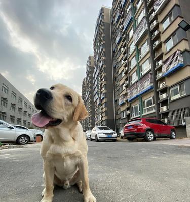 如何训练拉布拉多犬排便习惯（宠物养成好习惯的重要性、拉布拉多犬的特点及需要掌握的技巧）