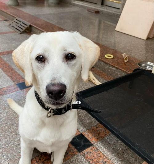 如何正确清理拉布拉多犬的耳朵（宠物养护必备技能，让你的狗狗远离耳部疾病）