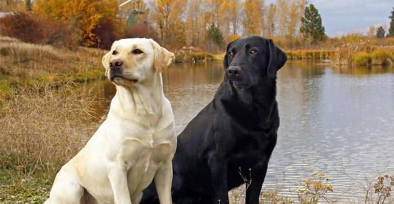 拉布拉多犬尾巴的特征（探究拉布拉多犬尾巴的形态、功能及心理影响）