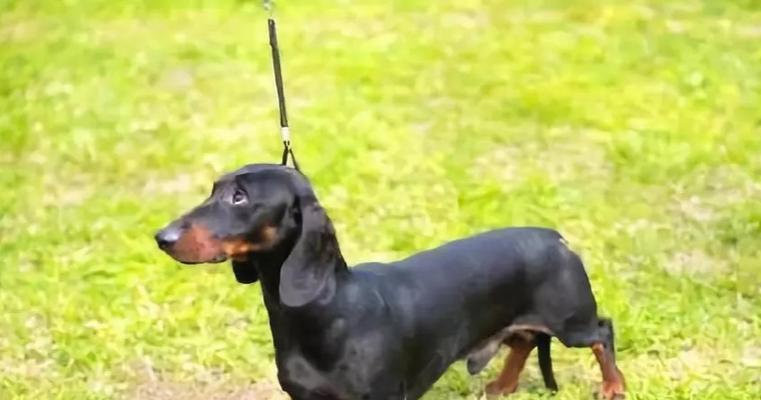 腊肠犬Breeder的特质（聚焦宠物行业，打造专业犬只养殖基地）
