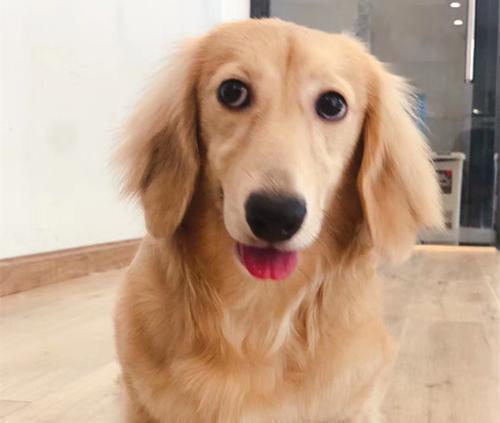 腊肠犬缺乏维生素的疾病（宠物腊肠犬缺乏维生素会发生什么？）