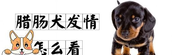 如何预防和应对腊肠犬咬人事件？（掌握宠物行为心理，建立正确的养犬观念）