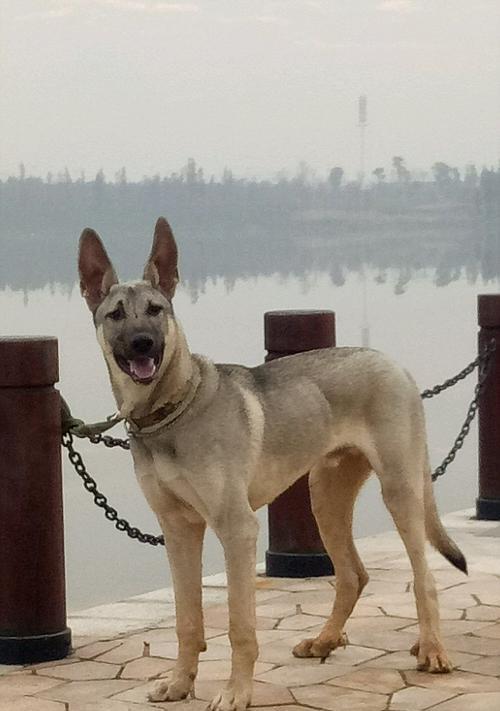 探究狼青犬常见皮肤病（宠物爱护，皮肤保健从我做起）