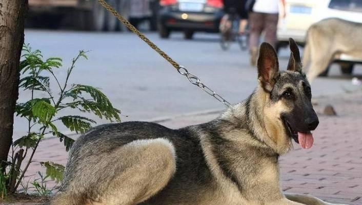 狼青犬的养殖和饲养技巧（新手也能轻松饲养）