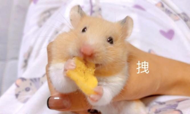宠物老鼠偷吃零食原因分析（以老鼠爱吃什么为例，探究宠物老鼠偷吃零食的心理因素）