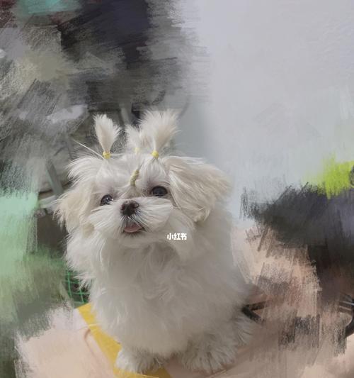 如何解决宠物马尔济斯毛发打结问题（马尔济斯的毛发护理技巧及家庭DIY护理方法）