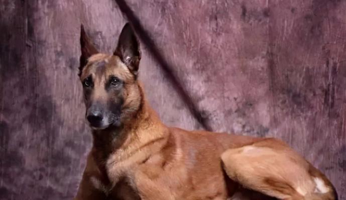 马犬为什么总是贪吃？（探寻宠物食欲背后的原因及解决方法）