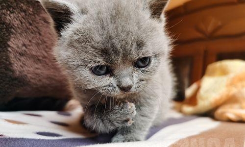 宠物猫感冒的症状（如何判断和预防猫咪感冒？关注猫咪的呼吸、食欲和精神状态！）