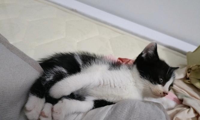 让你的猫咪爱上猫窝睡觉（如何解决猫咪不喜欢去猫窝睡觉的问题）
