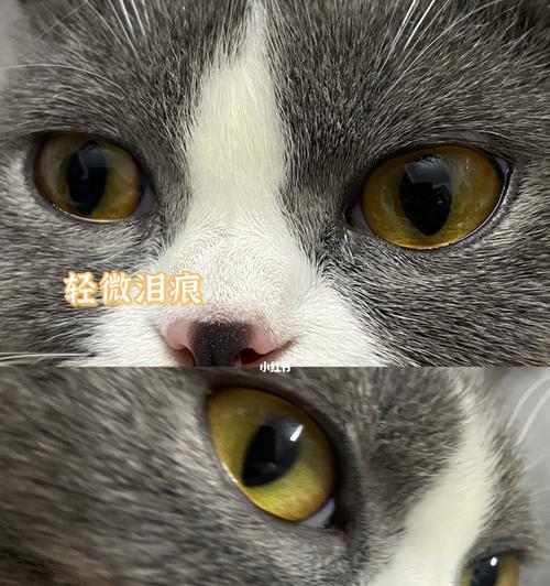 猫咪有泪痕，解决方法大揭秘！（了解泪痕成因及常见护理方法，让猫咪远离泪痕。）