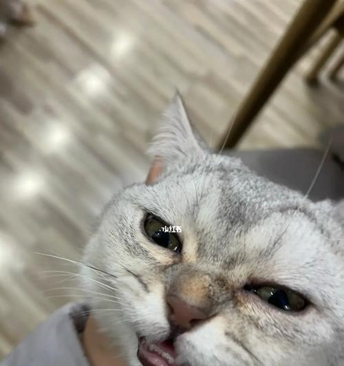 猫咪有泪痕，解决方法大揭秘！（了解泪痕成因及常见护理方法，让猫咪远离泪痕。）