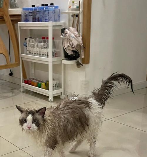 如何正确给宠物猫咪洗澡（猫咪洗澡注意事项与技巧）
