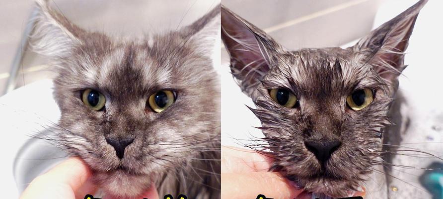 如何正确给宠物猫咪洗澡（猫咪洗澡注意事项与技巧）