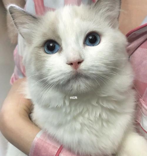 迷人的猫咪世界（了解不同品种，选择最适合的宠物伴侣）