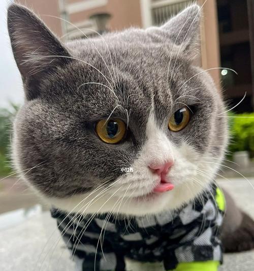 迷人的猫咪世界（了解不同品种，选择最适合的宠物伴侣）