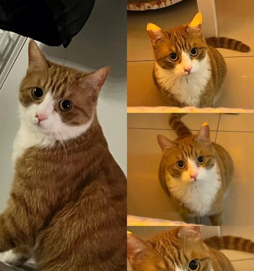 迷人的猫咪世界（了解不同品种，选择最适合的宠物伴侣）