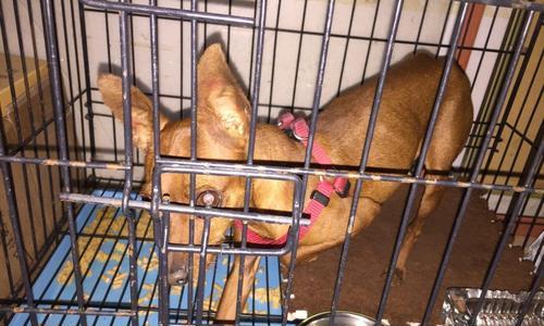 迷你杜宾犬拉肚子了怎么办？（宠物的健康问题，我们不能忽略）