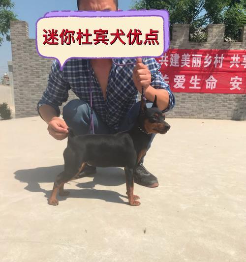 如何有效预防迷你杜宾犬皮肤病？（掌握这些关键知识让您的宠物远离病痛）