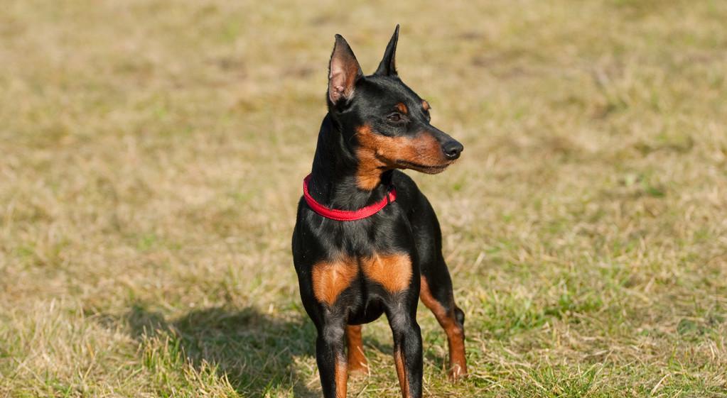 如何有效预防迷你杜宾犬皮肤病？（掌握这些关键知识让您的宠物远离病痛）