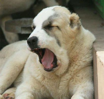 如何让你的牧羊犬成为的宠物（培养你的牧羊犬成为忠诚、可靠和聪明的伴侣）