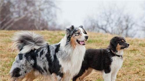 百变牧羊犬品种解析（探寻牧羊犬世界的多样性）