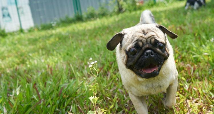 探秘沙皮犬的喂养之道（养一只健康快乐的沙皮犬，从科学喂养开始）